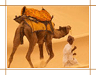 Camel Safari