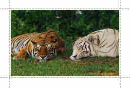 India Wildlife Tours