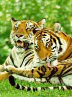 India Wildlife Tours