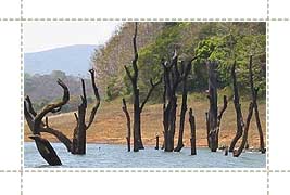 Tours to Periyar